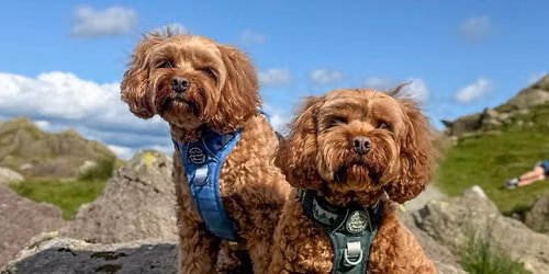 Panshanger Park Walkies Ready Club