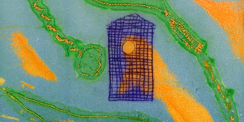 Viscosity Printmaking (NPS)