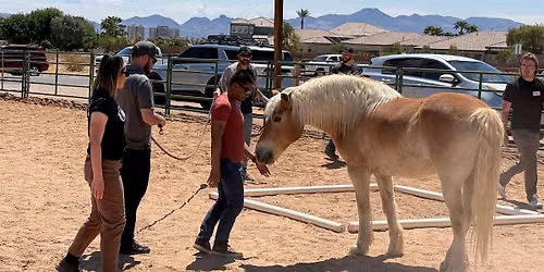 The STABLE Series: Equine Therapy Exercises & Arena EMDR