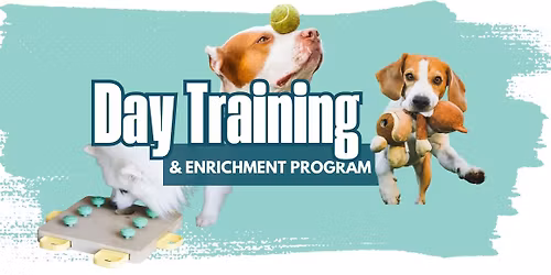 Dog Day Training & Enrichment Program