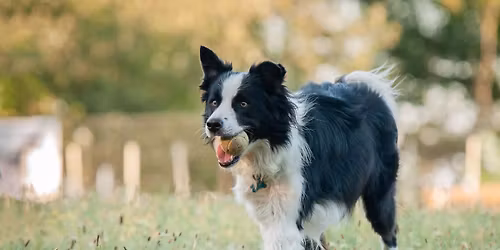 Halloweensk\u00fd hoop