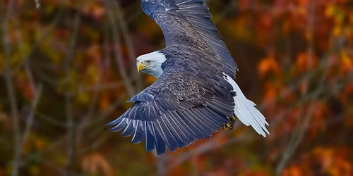 Basic City Evenings: Capturing Wildlife Images in the Park