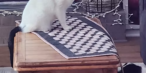 ROCovery BAM'S RPGs & TTGs