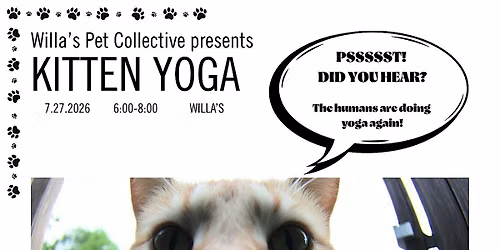 Kitten Yoga!