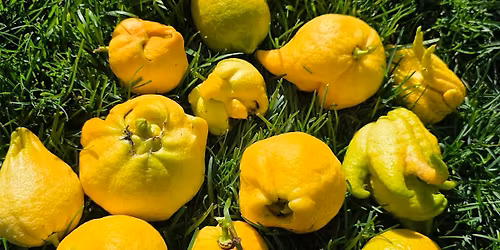 Fruit Rescue - PM Harvest Lafayette