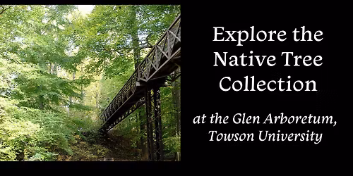 Explore the Native Tree Collection at Glen Arboretum