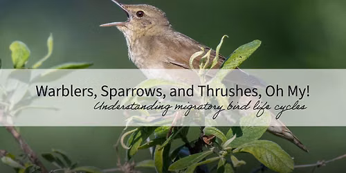 ECIMN Presents: Warblers, Sparrows and Thrushes, Oh My!