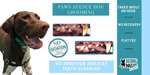 Dog Teeth Cleaning - Langley