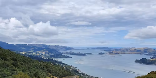 Guided walk in Burns Reserve
