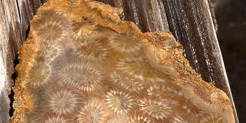 2026 Central Texas Gem & Mineral Show\/Abilene, TX