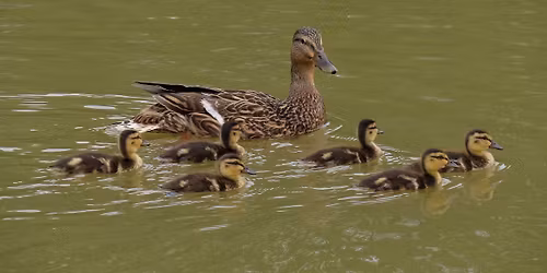 Discovery Stories: Ducks
