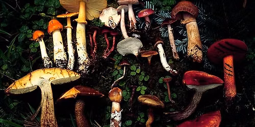 Free Hybrid Lecture: The Fascinating World of Fungi