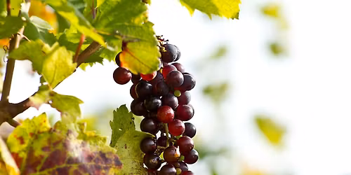 Spangenberger Weinfest