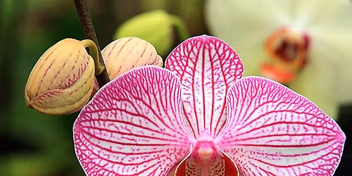 Growing Orchids in Tucson