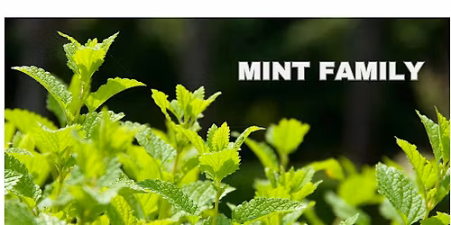 EXPLORING MEDICINAL HERB FAMILIES
