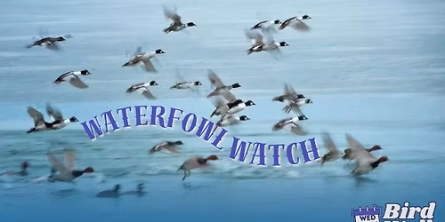 Wed. Bird Walk: Waterfowl Watch