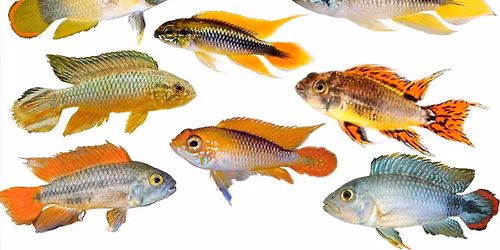 GSLAS Spring Auction