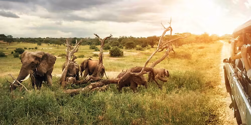 Gorilla tracking In Uganda