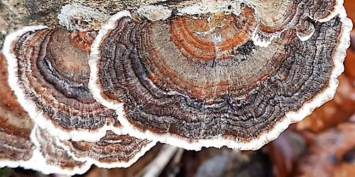 Fabulous Fungi