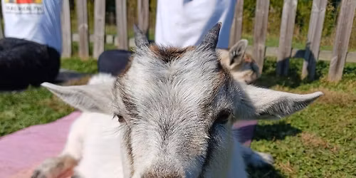 Hopewell Valley Vineyards Bottle Feeding & Snuggle Time