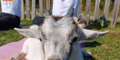 Hopewell Valley Vineyards Bottle Feeding & Snuggle Time