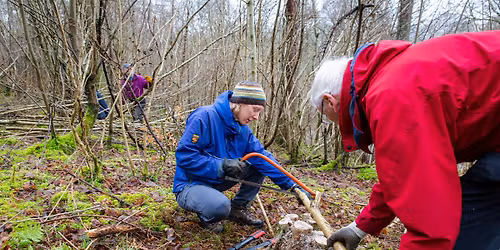 Community coppicing days