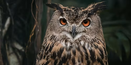 Owl Pellet Dissection