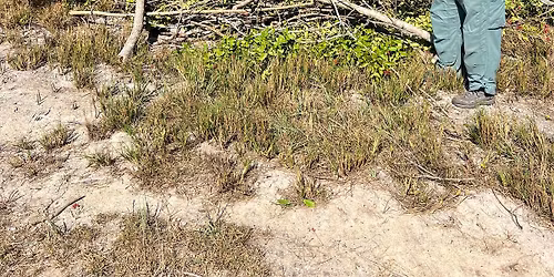 Invasive Species Removal Volunteer Day - Palm Bay