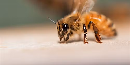 Honeybee Fall and Winter Prep - INTERMEDIATE Beekeeping Lecture