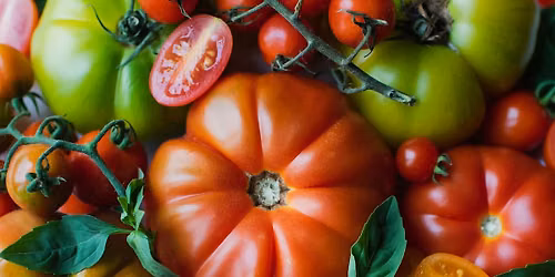 Tomato Tasting_Summer 2026