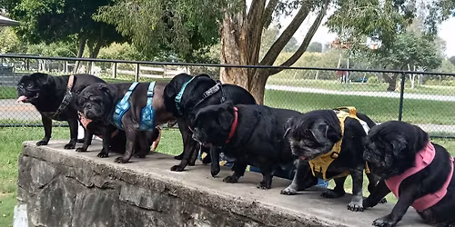 Pug Playgroup Meet up