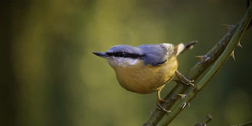 Conservation day at Park Wood Nature Reserve