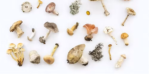 Foraging Mushrooms and Edible Plants Workshop