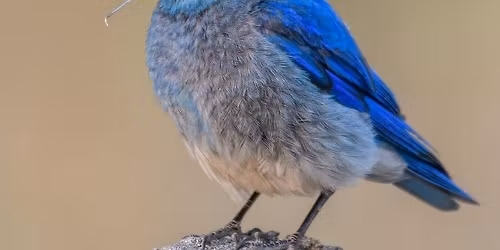 Workshop | Nestbox Monitoring