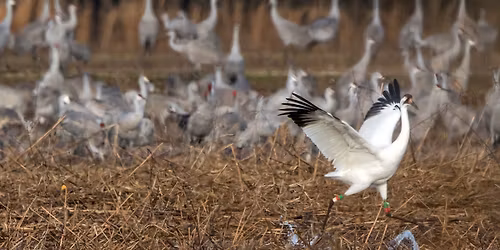 Spring Crane Series: Crane Behaviors