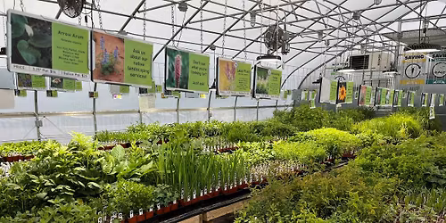 Wild Toledo Native Plant Sales 