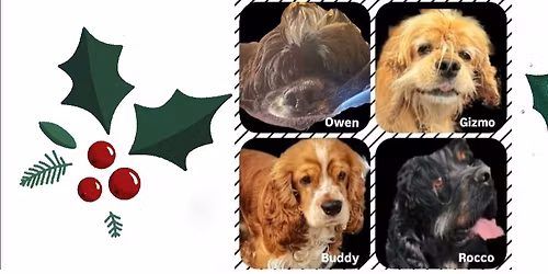 NorCal Cocker Rescue Meet and Greet