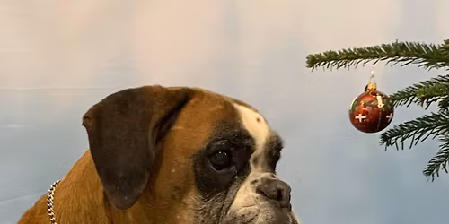 Juleudstilling / Grp. Viborg - Christmas Show / Boxer club Viborg DK