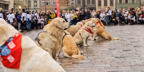 34. Fina\u0142 WO\u015aP w Poznaniu z Goldenami