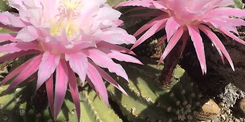 Blomstring i kaktushuset