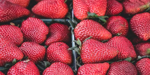 Strawberry Fest at Upper Merion Farmers Market