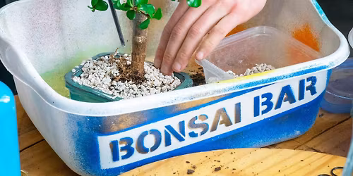 Bonsai Bar