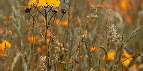 Shipley Station Butterfly Meadow Annual Cut