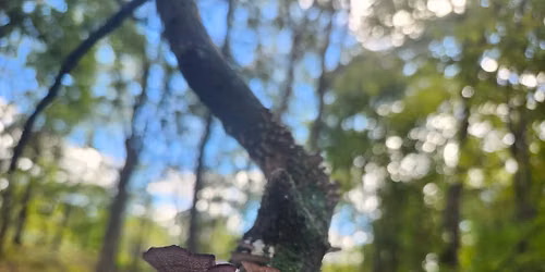 Fall Fungi Hike - Smeck Park