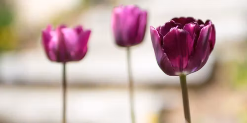 EPLA Spring Tea & Bake-Off Presented by WCSR & 99-5 The Dale