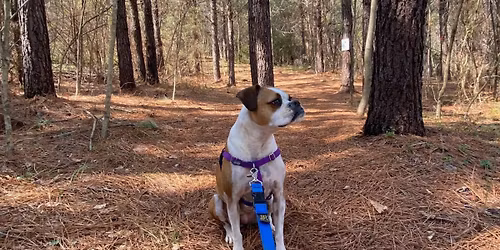 Highland Rustic Trails Dog Day