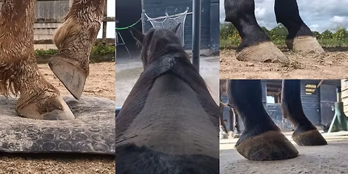 The Foot in Whole Horse Health with Dr Lily Wilson MRCVS and Penny Thorpe AEP