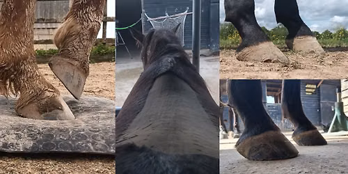 The Foot in Whole Horse Health with Dr Lily Wilson MRCVS and Penny Thorpe AEP