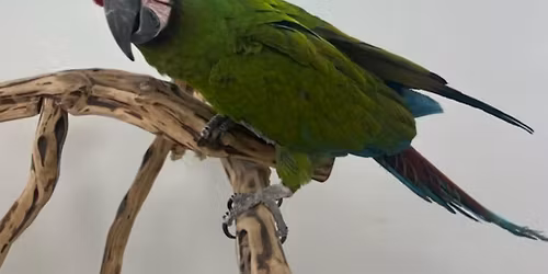 Bird & Small Animal Fair Fundraiser