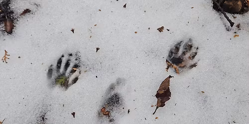 Wild Families: Winter Detectives